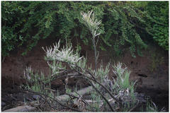 Tamarix ericoides